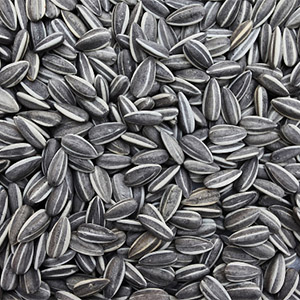 Sunflower Seeds